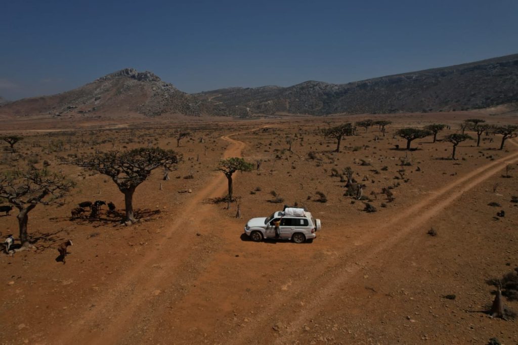 Dragon's blood trees on the Diksam Plateau